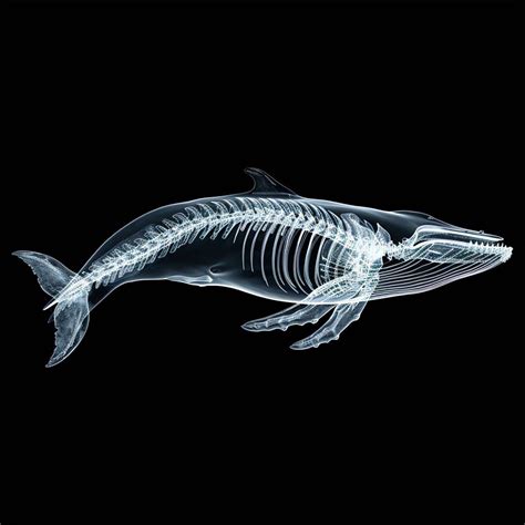 Why Don't Whales Have Gills?