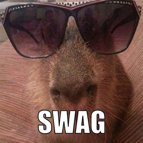 Image result for CapRate Humor