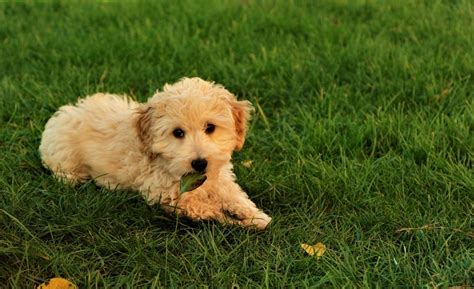 Poodle Golden Retriever Mix Adult