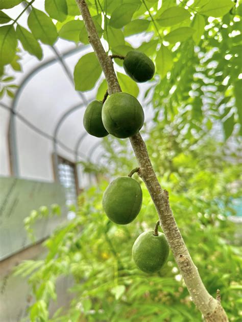 Red Spanish Hog Plum Tree - Ciruela, Jocote – Everglades Farm