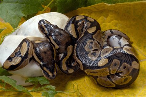 Pythonidae Ball Python 的图像结果