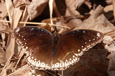 Hypolimnas bolina jacintha | Butterfly