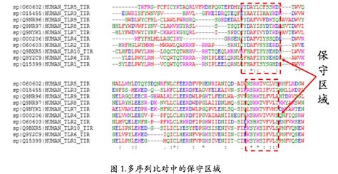 WebLogo 的图像结果