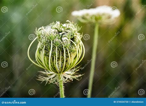 Dry Apiaceae Or Umbelliferae Family Plant Close-up On Clear Light Blue ...