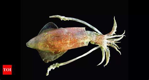 Fishermen: Big Squid Make A Splash In Fishing Nets | Chennai News ...