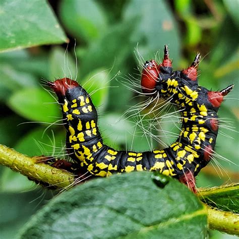 Red White Black Caterpillar
