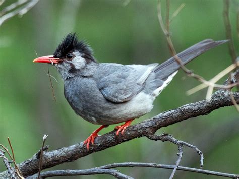 Himalayan Black Bulbul - eBird