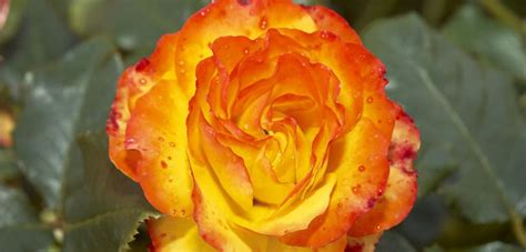 Image result for How to Propagate Roses Using Potatoes