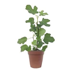 KUSHPLANT Anjeer, Athi pazham Big Leaf Fruit Plant with pot : Amazon.in ...