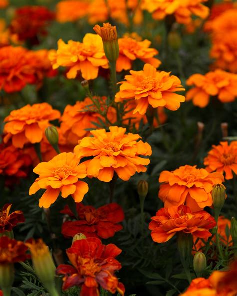 Orange Marigold Flowers - Free photo on Pixabay - Pixabay