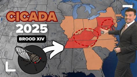 See where brood 14 cicadas will emerge across the U.S. this spring 2025 ...