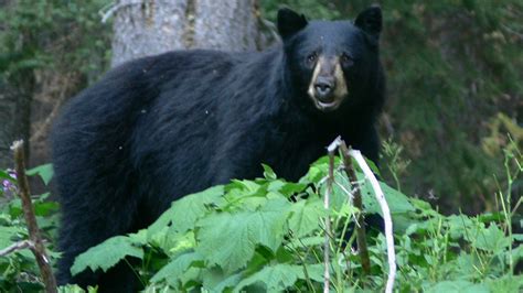 Wildlife 的图像结果