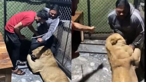 Sher Ka Video: पिंजरे में घुसे शख्स का शेर ने दबोच लिया लेग पीस, ये ...