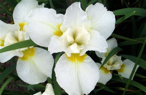 Download White Iris Flowers Wallpaper | Wallpapers.com