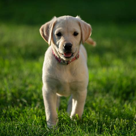 The Labrador Retriever Lifespan Explained: Facts and Factors