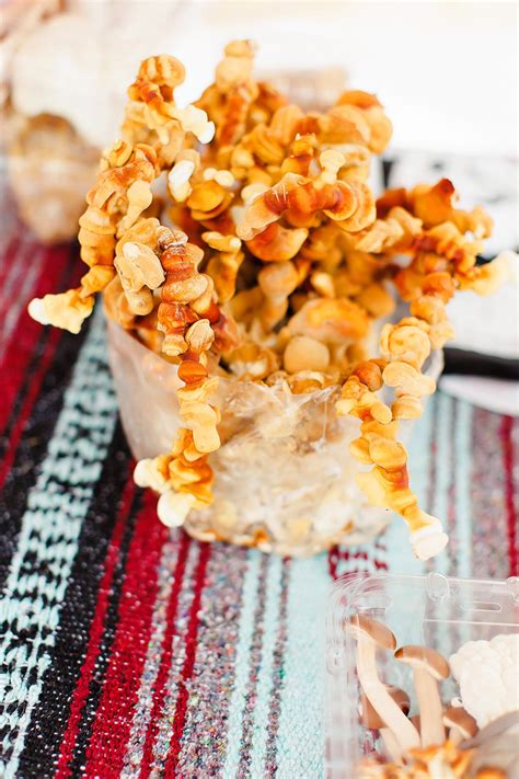 Dripping Springs Farmer’s Market » Lauren Clark, Dripping Springs Texas ...