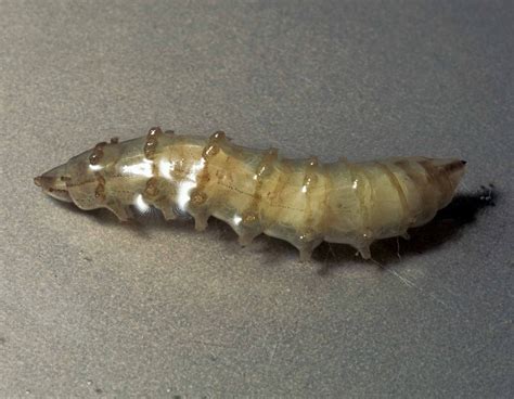 Horse Fly Larvae : r/BlindFrogRanch