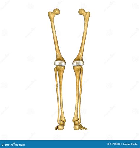 Huesos De La Pierna Y Del Pie Foto de archivo - Imagen: 44729000