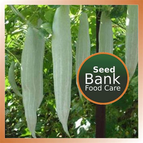 Snake gourd Small Seed Bag – Food Care INDIA