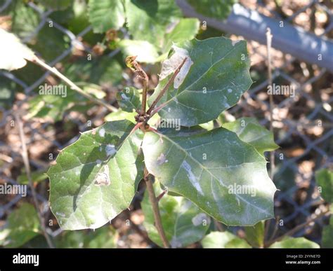 coast live oak (Quercus agrifolia Stock Photo - Alamy