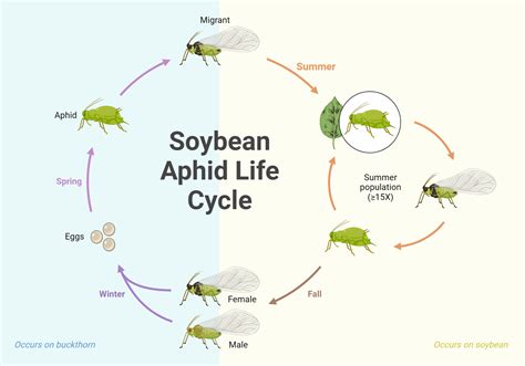 Aphid Life Cycle Timeline – Aphids Life Cycle – GMLYP