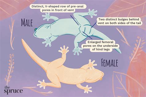 Distinguishing Male Vs Female Leopard Geckos At A Glance
