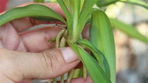 Image result for Plantlets Examples