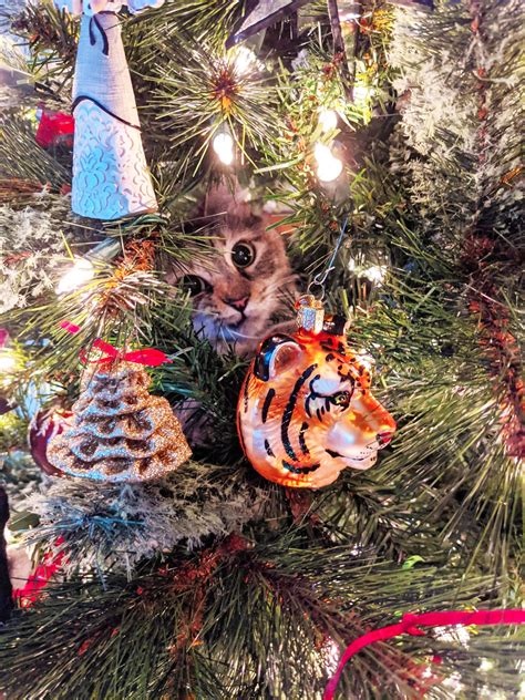 Rex Parker Does the NYT Crossword Puzzle: Spice planet in the "Dune ...