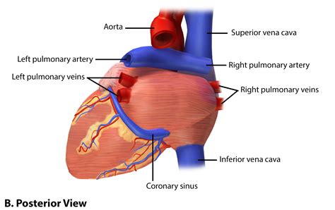 Posterior Heart Diagram Labeled External Anatomy Of The Heart