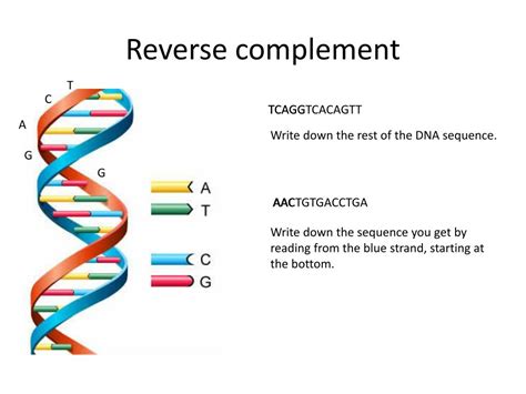 Reverse Complement 的图像结果