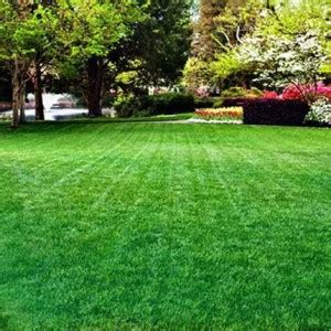 naturehils Mexican Lawn Grass, Grass Seed for Gardening, Lawn Grass ...