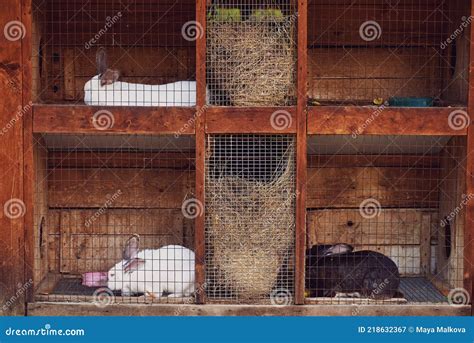 Rabbit Farming Cages at Brandi Hayes blog