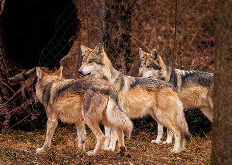 Endangered Wolf Center