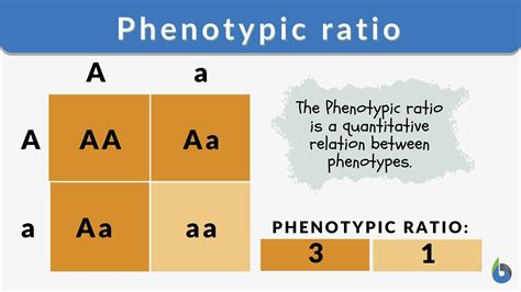 Image result for Phenotype Example