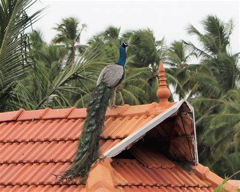 INDIAN RESIDENCY (Srirangam) - Hotel Reviews, Photos, Rate Comparison ...