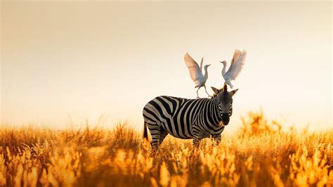 Bing Zebra Wallpaper 的图像结果