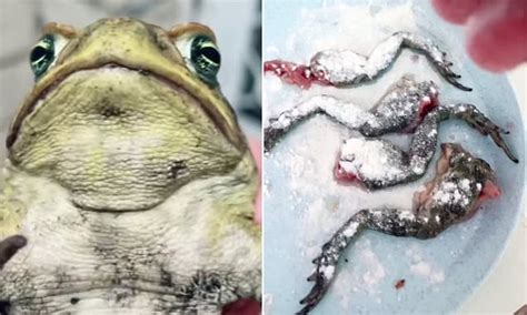 Image result for Toad Eating Duck