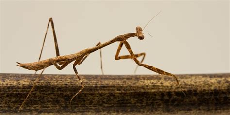 Image result for Insect.com