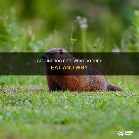 Groundhog Diet: What Do They Eat And Why | ShunKeto