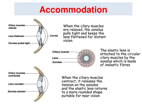PPT - Physiology of Vision Lecture-2- Accommodation & Pupillary Light ...