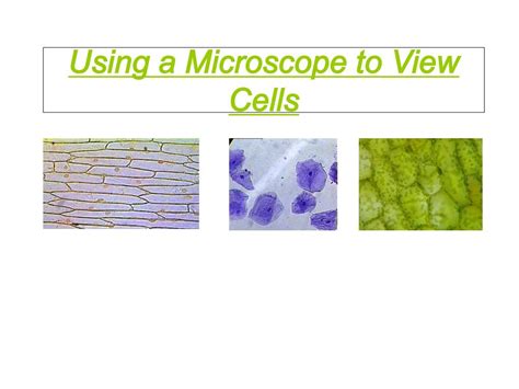 Image result for Microscope Slide View