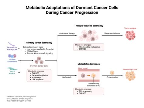 Metabolic Adaptations of Dormant Cancer Cells During Cancer Progression | BioRender Science ...