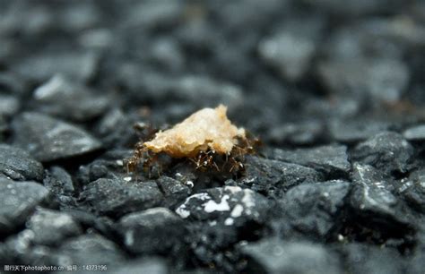 蚂蚁搬家图片图片-图行天下素材网