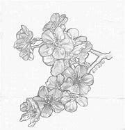 Image result for Cherry Blossom Tree Pencil Drawing