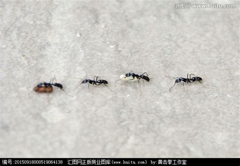 蚂蚁搬家_正版商业图片_昵图网nipic.com