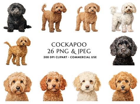 Image result for Cockapoo ClipArt