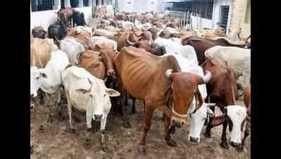 NGO alleges theft of cows from Daman | Surat News - Times of India