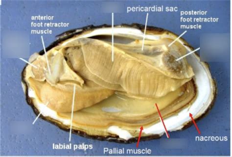 Image result for Calm Shell