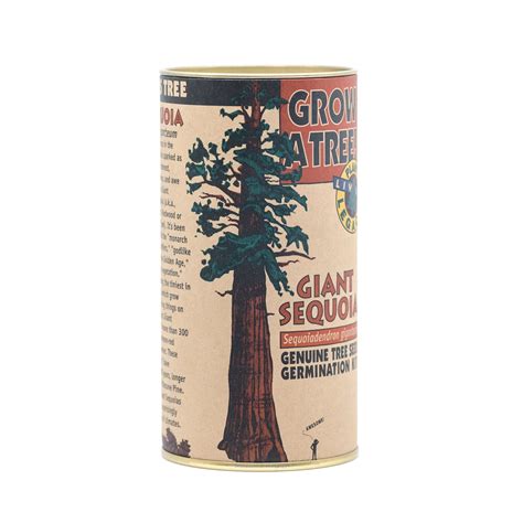 Giant Sequoia | Seed Grow Kit – SequoiaTrees.com