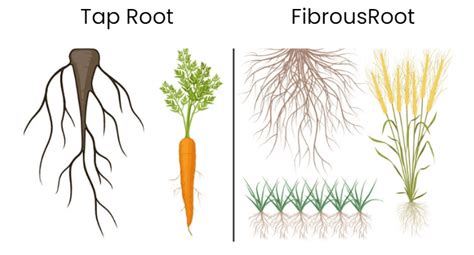 NCERT Summary: Getting to Know Plants - Science for Grade 6 PDF Download